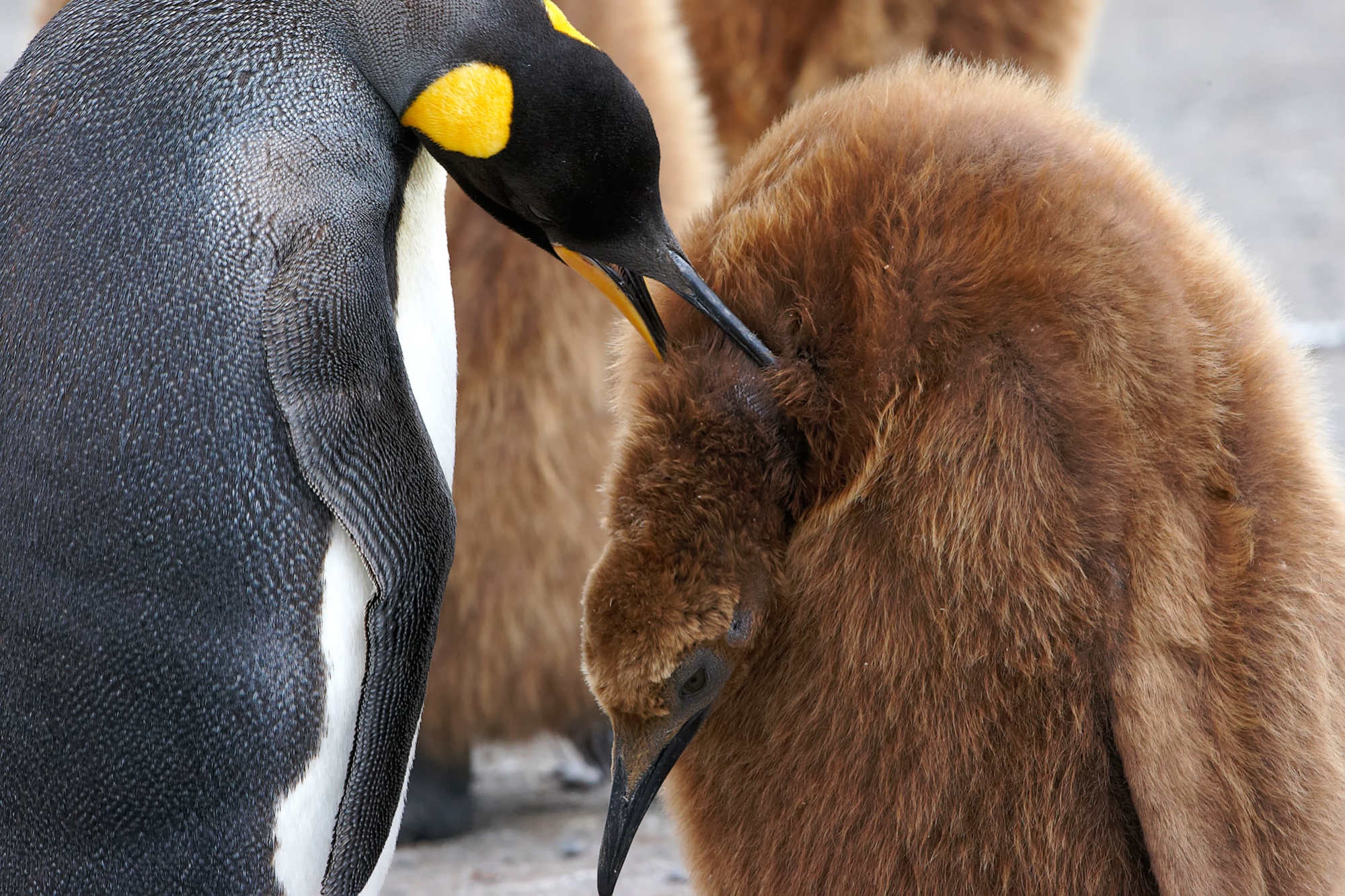 die Fütterung ist beendet